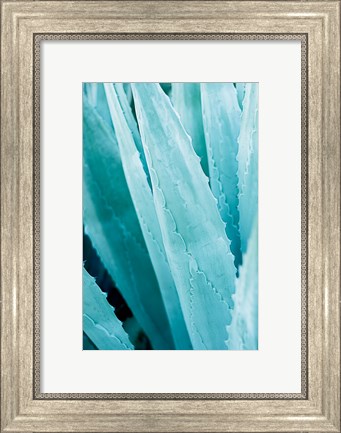 Framed Abstract Agava IV Color Print