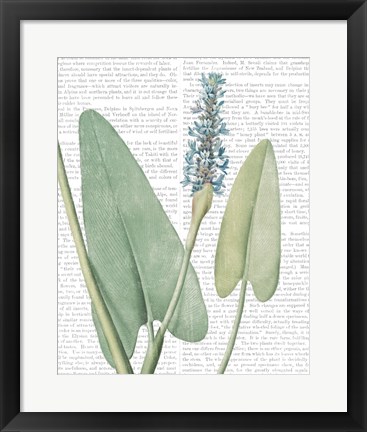 Framed Summer Botanicals IV Print