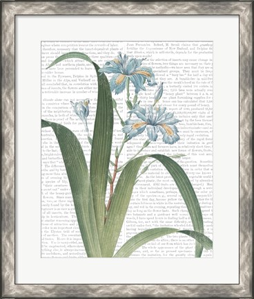 Framed Summer Botanicals III Print