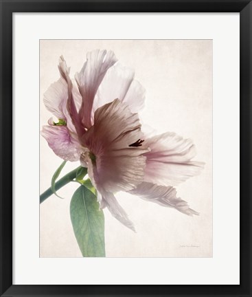 Framed Translucent Peony II Print