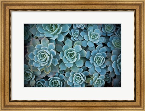 Framed Echeveria III Print