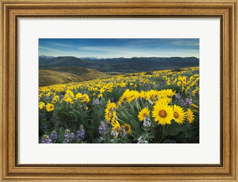 Framed Methow Valley Wildflowers IV Print