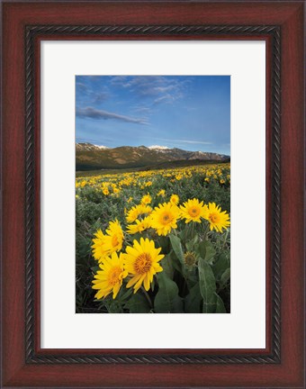 Framed Methow Valley Wildflowers III Print