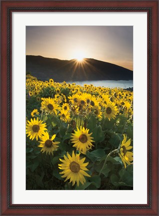 Framed Columbia River Gorge Sunrise Print