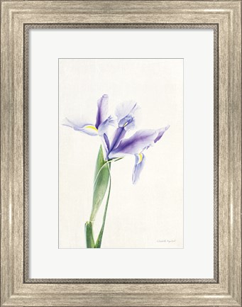 Framed Light and Bright Floral IV Print