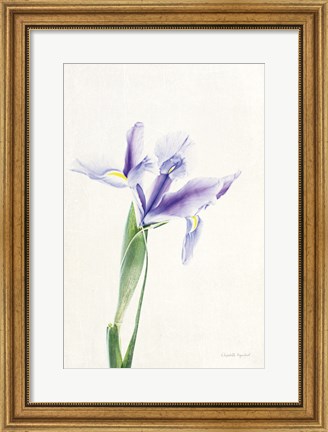 Framed Light and Bright Floral IV Print