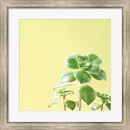 Framed Succulent Simplicity X Print