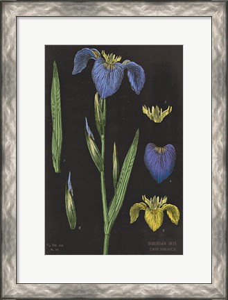 Framed Iris Chart Print
