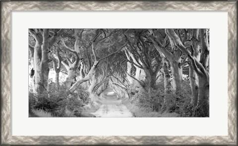 Framed Dark Hedges, Ireland (BW) Print