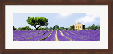 Framed Lavender Fields, France Print
