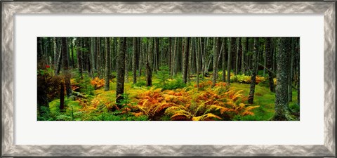 Framed Cinnamon Ferns and Red Spruce Trees in Autumn, Acadia National Park, Maine Print