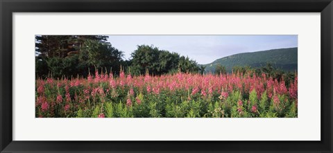 Framed Purple Loosestrife Flowers in a Field, Forillon National Park, Quebec, Canada Print