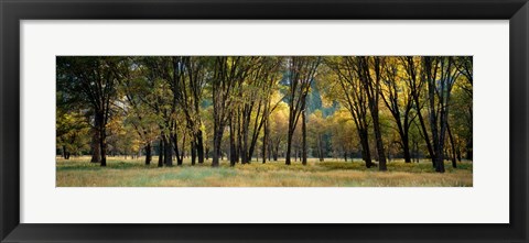 Framed Trees in Autumn, Yosemite National Park, California Print