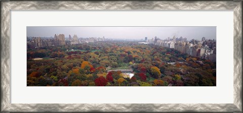 Framed Trees in a Park, Central Park, Manhattan Print