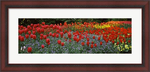 Framed Tulips Blooming in St. James&#39;s Park, London, England Print