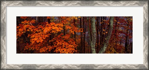 Framed Trees in Forest, Great Smoky Mountains National Park, North Carolina Print