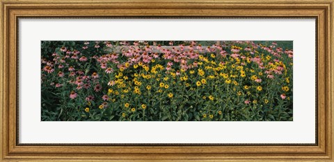 Framed Field of Flowers in Bloom, Marion County, Illinois Print