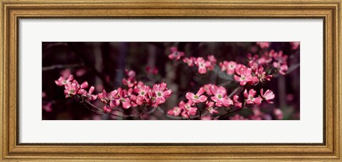 Framed Pink Flowers in Bloom Print