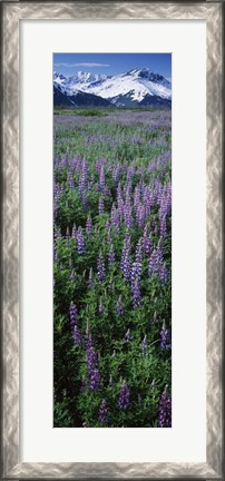 Framed Lupine Flowers in Bloom, Turnagain Arm, Alaska Print