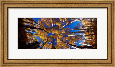Framed Low Angle View of Aspen Trees in the Forest, Alpine Loop, Colorado Print
