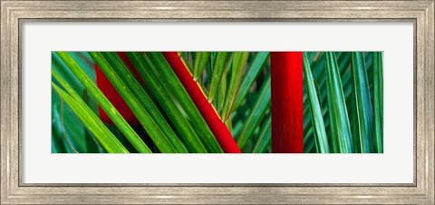Framed Detail of Palm Leaves, Hawaii Islands Print