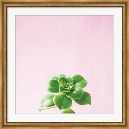 Framed Succulent Simplicity VII on Pink Print