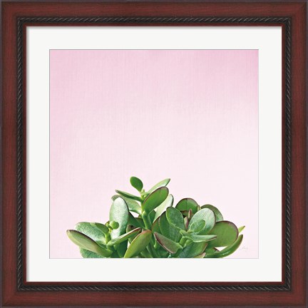 Framed Succulent Simplicity III on Pink Print