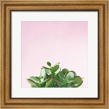 Framed Succulent Simplicity III on Pink Print
