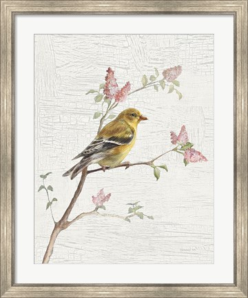 Framed Female Goldfinch Vintage v2 Print