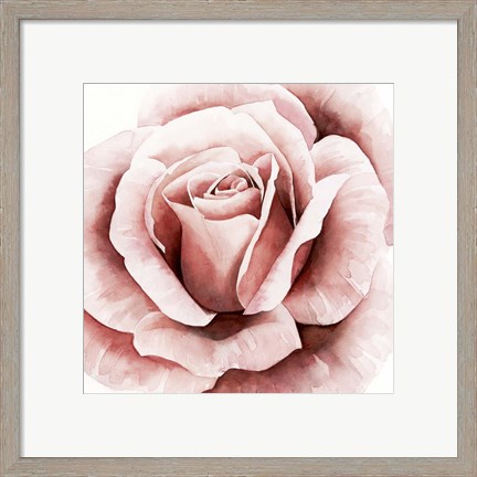Framed Pink Rose II Print