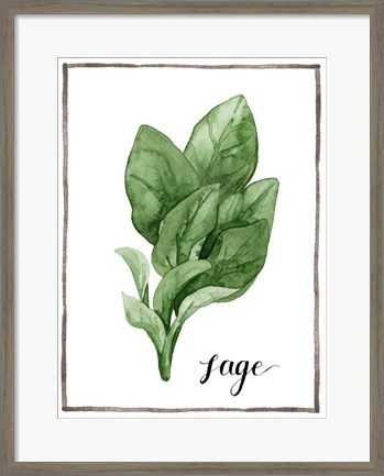 Framed Watercolor Herbs VI Print