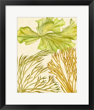 Framed Vintage Seaweed Collection I Print
