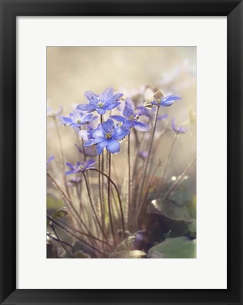 Framed Spring Print