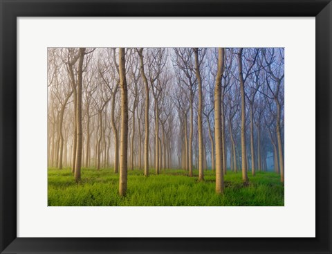 Framed Morning Of The Forest Print