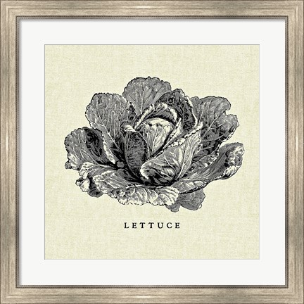 Framed Linen Vegetable BW Sketch Lettuce Print
