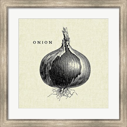 Framed Linen Vegetable BW Sketch Onion Print