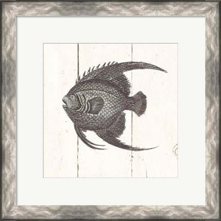 Framed Fish Sketches IV Shiplap Print