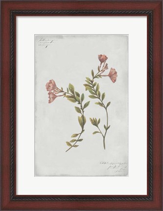 Framed Botanical I Print
