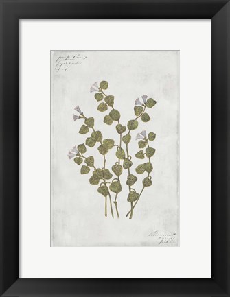 Framed Botanical IV Print