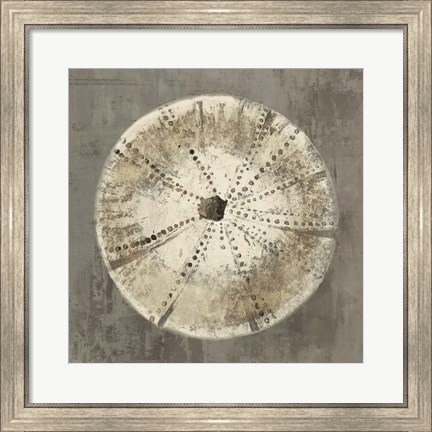 Framed Sand Dollar IB Print