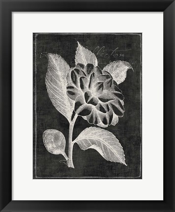 Framed Black Botanical II Print