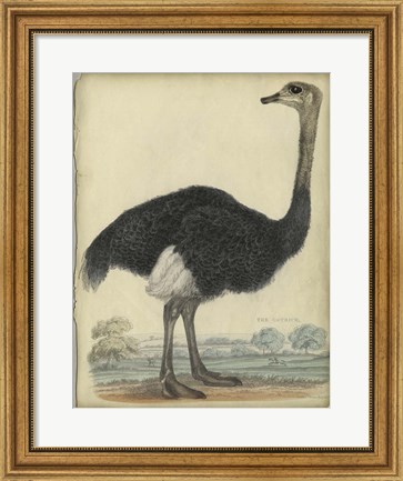 Framed Ostrich Print