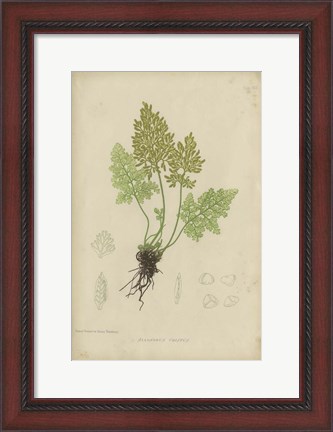 Framed Roots Print
