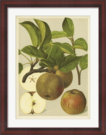 Framed Russet Apples I Print