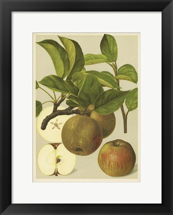 Framed Russet Apples I Print