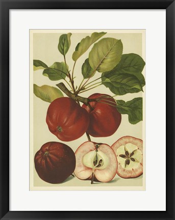 Framed Red Veli Apples II Print