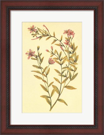 Framed Broad Leaved Fireweed Print