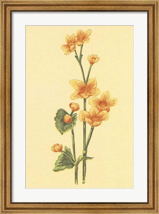 Framed Calthra Palustris Print