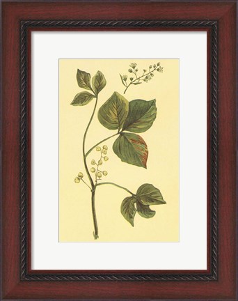 Framed Poison Ivy and Poison Oak Print
