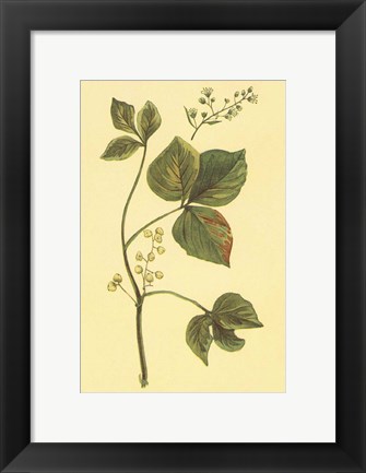 Framed Poison Ivy and Poison Oak Print